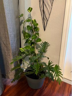 Large plants