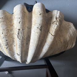 Giant clam shell!!