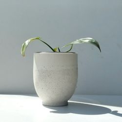 Rare Aroid Philodendron Golden Dragon Plant/ Indoor Plant/ House Plant 