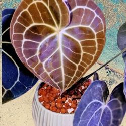 Anthurium Clarnivarium Flowering Size