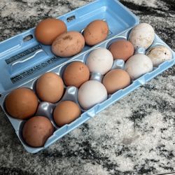 Free Range Eggs Organic 
