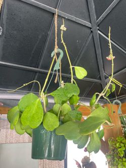 Hoya Kerrii heart
