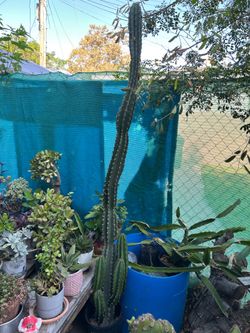 Cactus 🌵 mide 6 pies