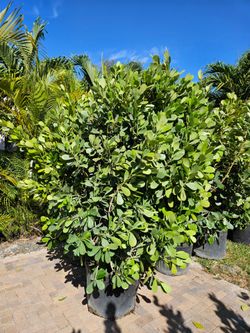 huge clusias  Instant  privacy Hedge for fence