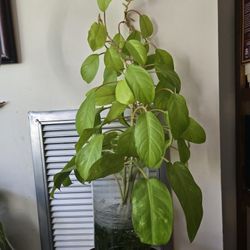 Medium Water-Fed Pothos House Plant
