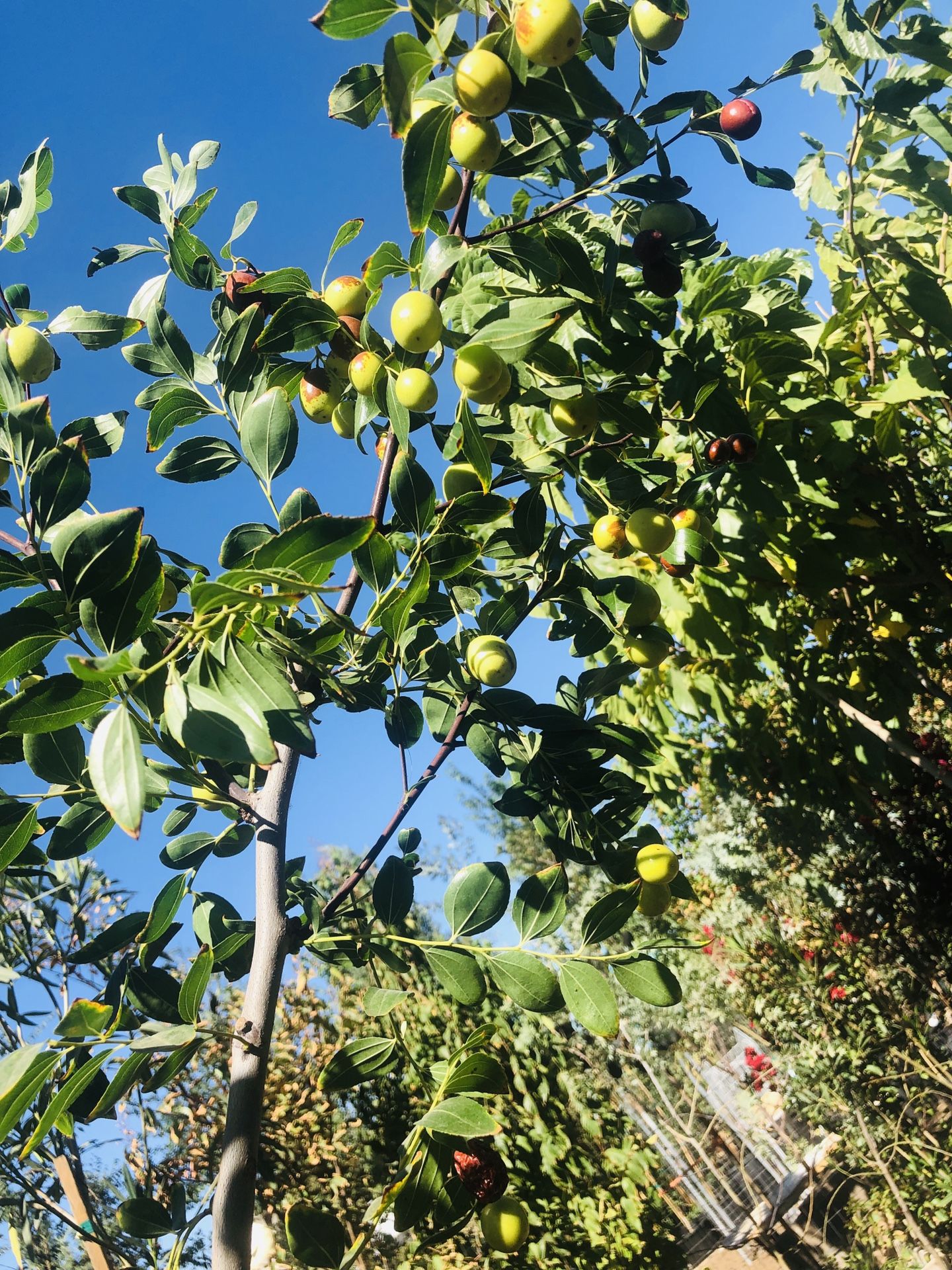 Jujube trees for Sale in Hesperia, CA - OfferUp