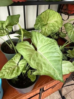 Arrowhead Houseplant Live Plants Home Decor 6 inch Pot • 10 each PHX