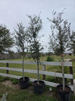 Live Oak Tree 15gallones 10ft Tall 