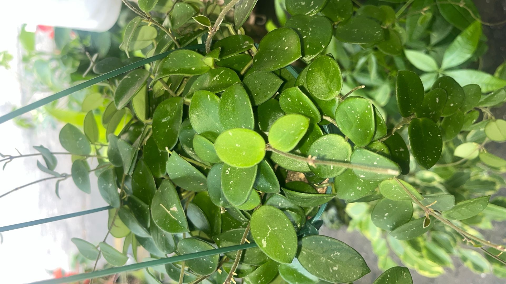 Hoya Mathilde 6 Inch Pot