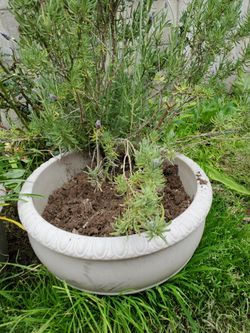 Organic Lavander