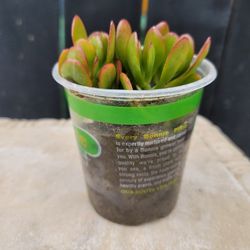 Succulents 
