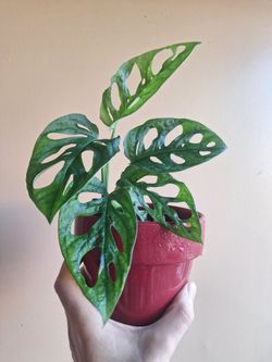 Swiss monstera cermic pot