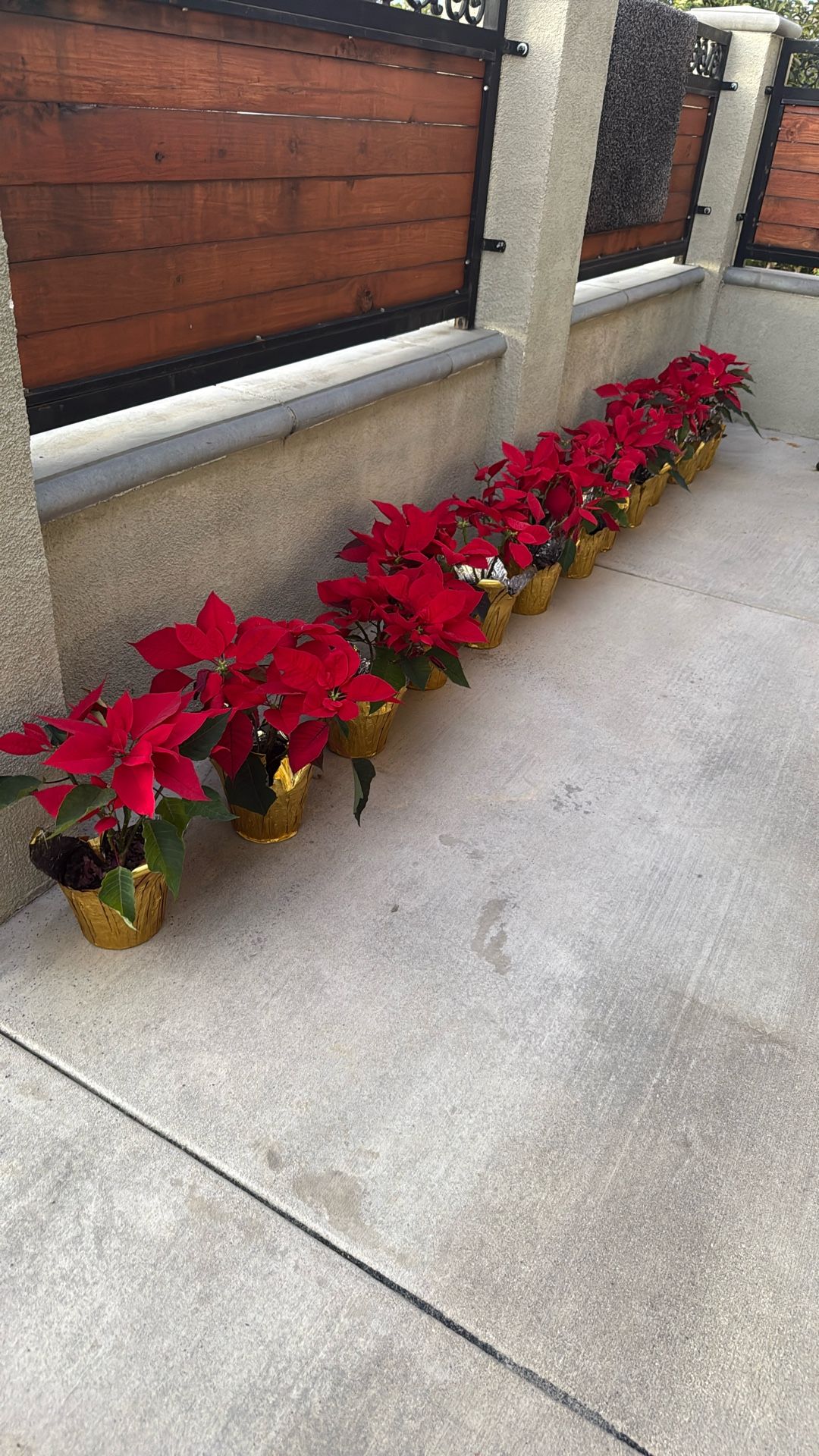 Free Poinsettias