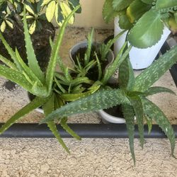 Set If Alloe Vera Plant