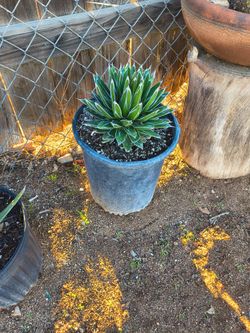 Agave Victoria regional