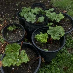 Rhubarb starter