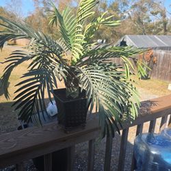 Cycads are gymnosperms and are not related to true palm