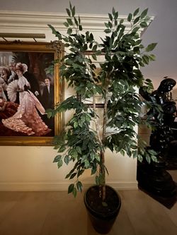 Artificial Ficus Tree,  in a Clay Pot