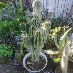 Monstroses apple cactus plant