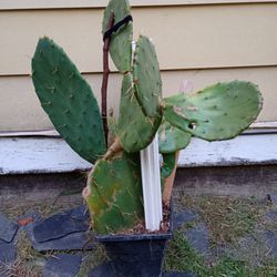 Prickly Pear Cactus Plant W/multiple Pedals 