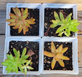 4 inch Succulent Plants 🌱 $4