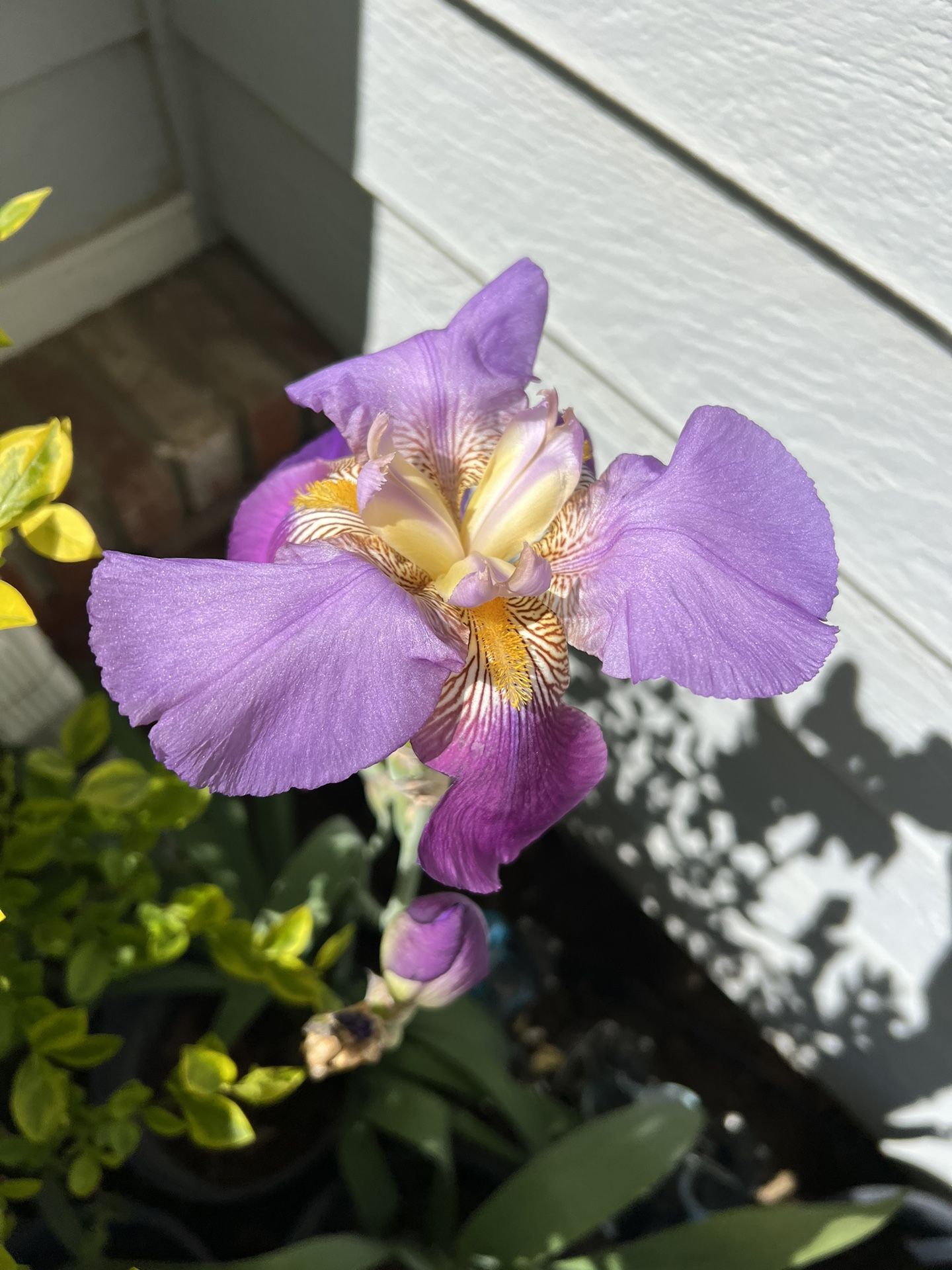 Beautiful “Alcazar” Tall Bearded Iris - 5 Gallon Pot - Garden Plant