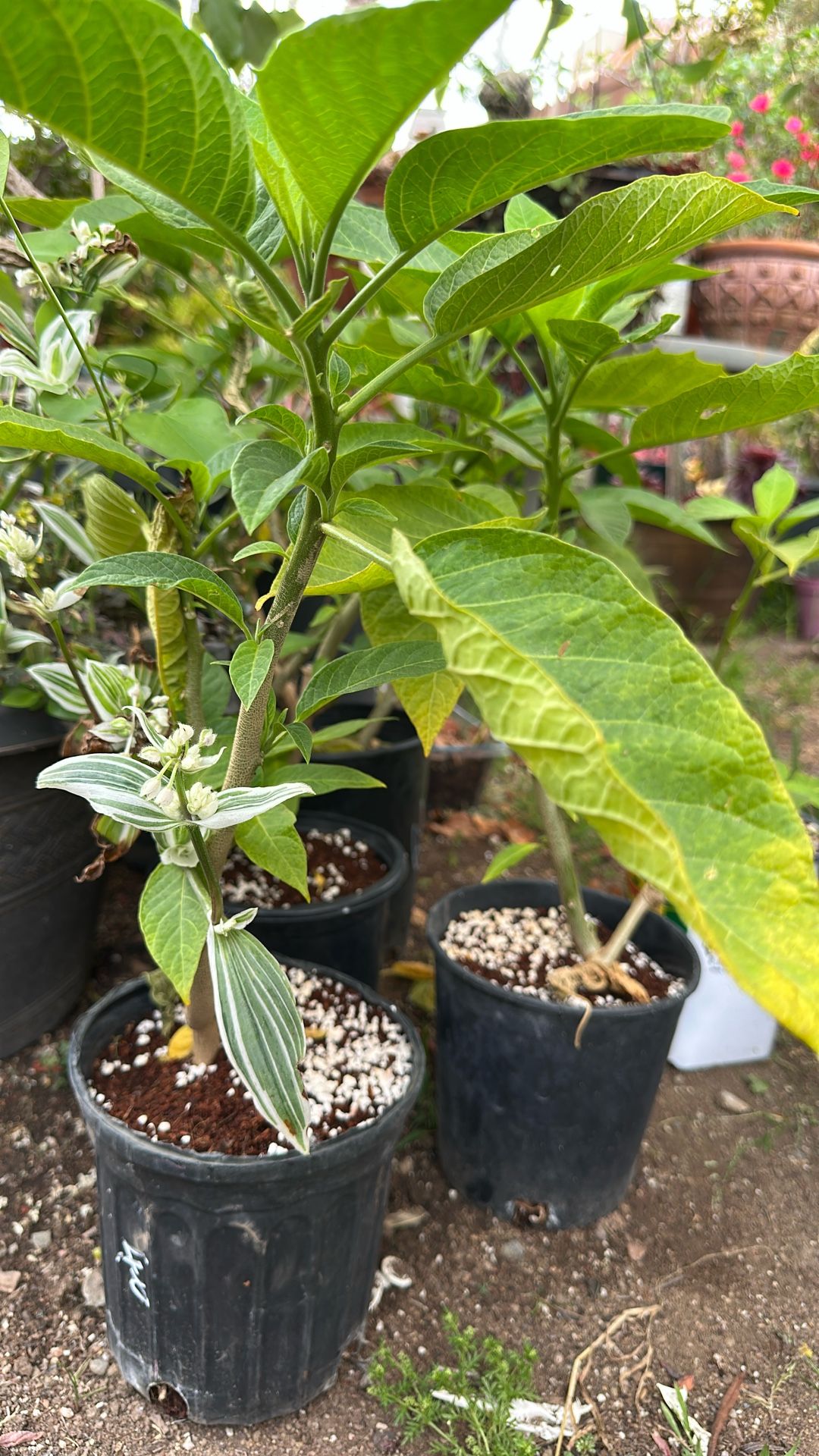 Angel Trumpet With Yellow Flowers In A 1 Gallon Pot