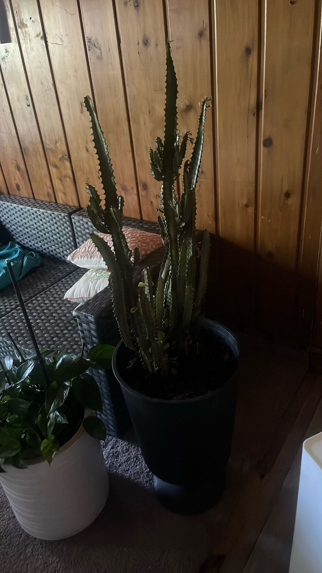 Large Cactus