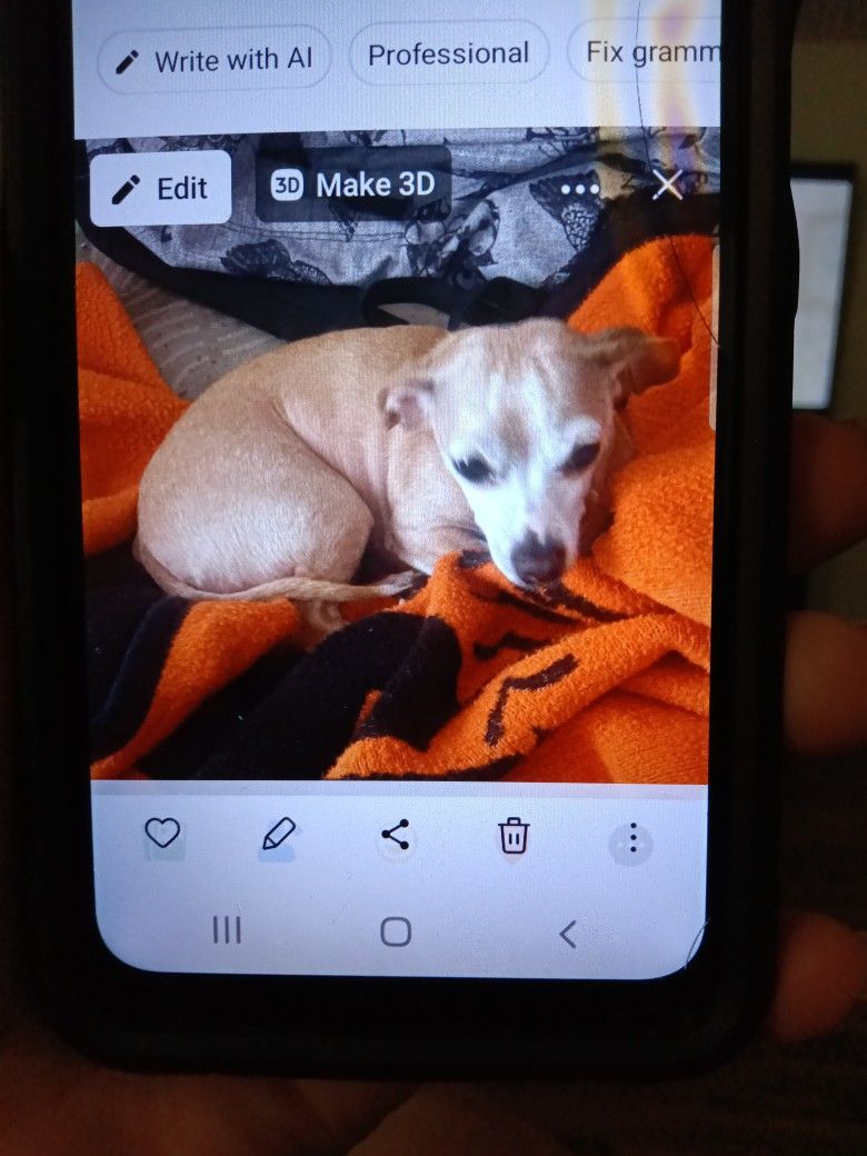 Free Dog