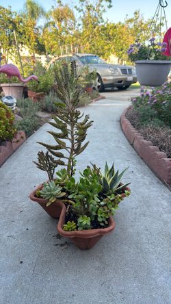 Succulent Plants