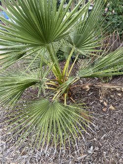Palm Trees 