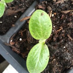 Zucchini Plants