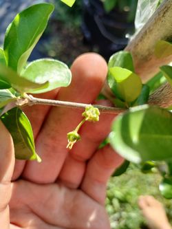 7 Gallon Acerola Trees