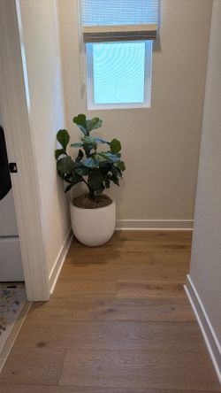 Decor Fig Trees