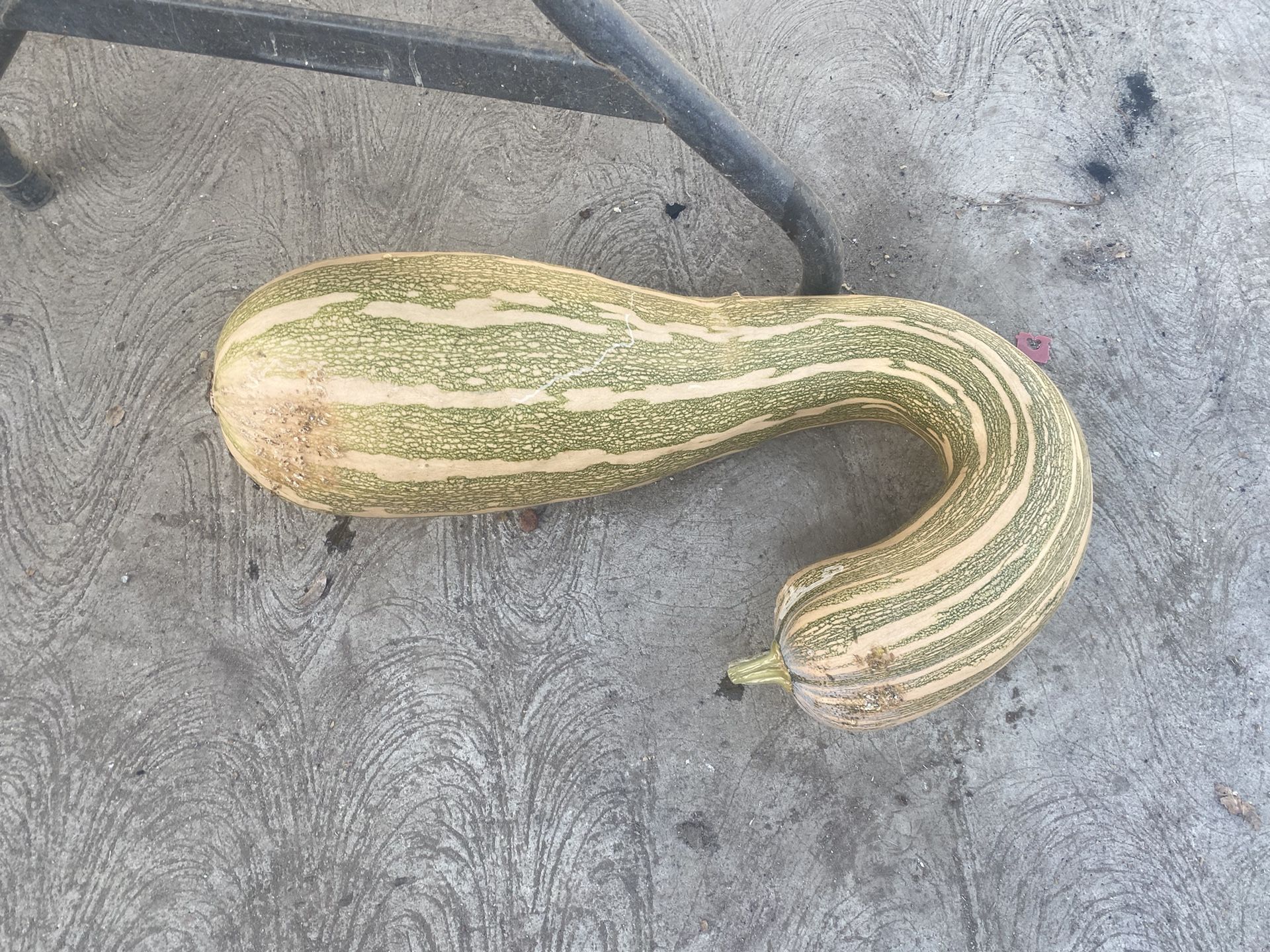 Squash Straight From The Garden