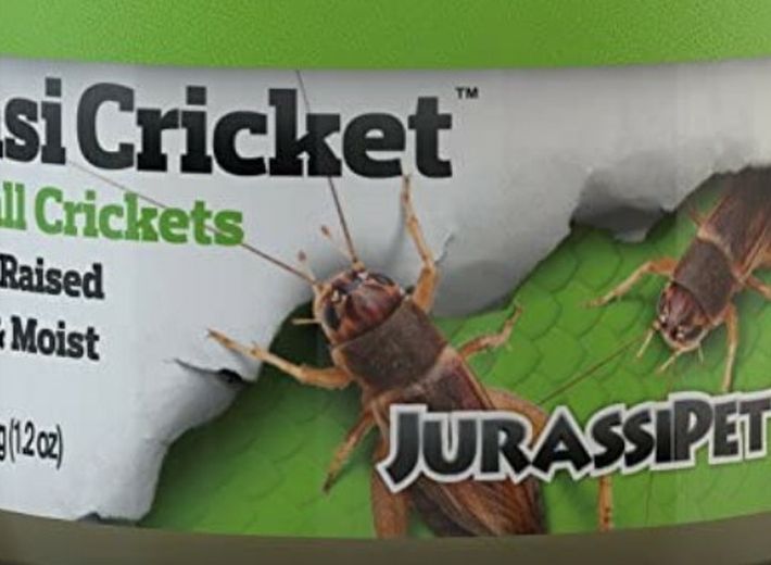 NEW CRICKETS FOOD