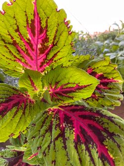 Coleus/ colèo