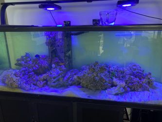 Saltwater rocks