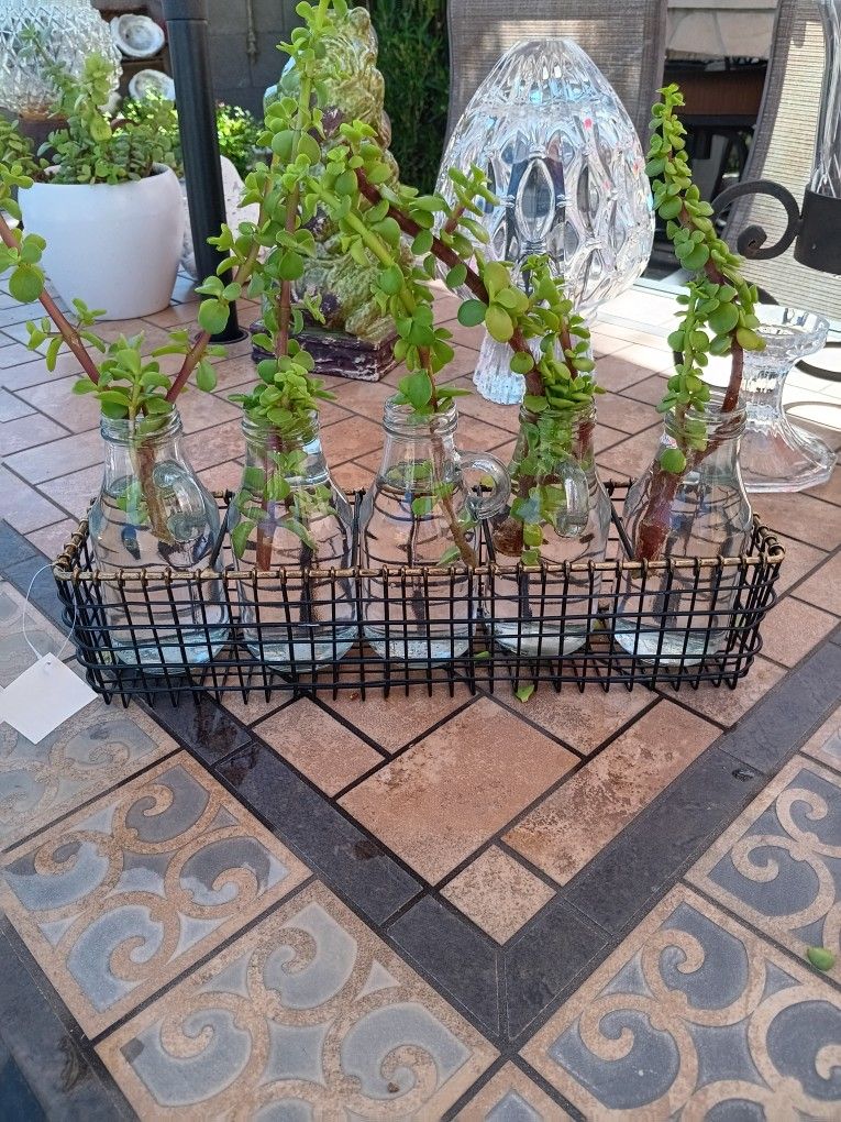 $15 Plant Propagation Vases in Metal Stand. New With Tag. 5 Vaces with Elephant Food Succulent. Easy