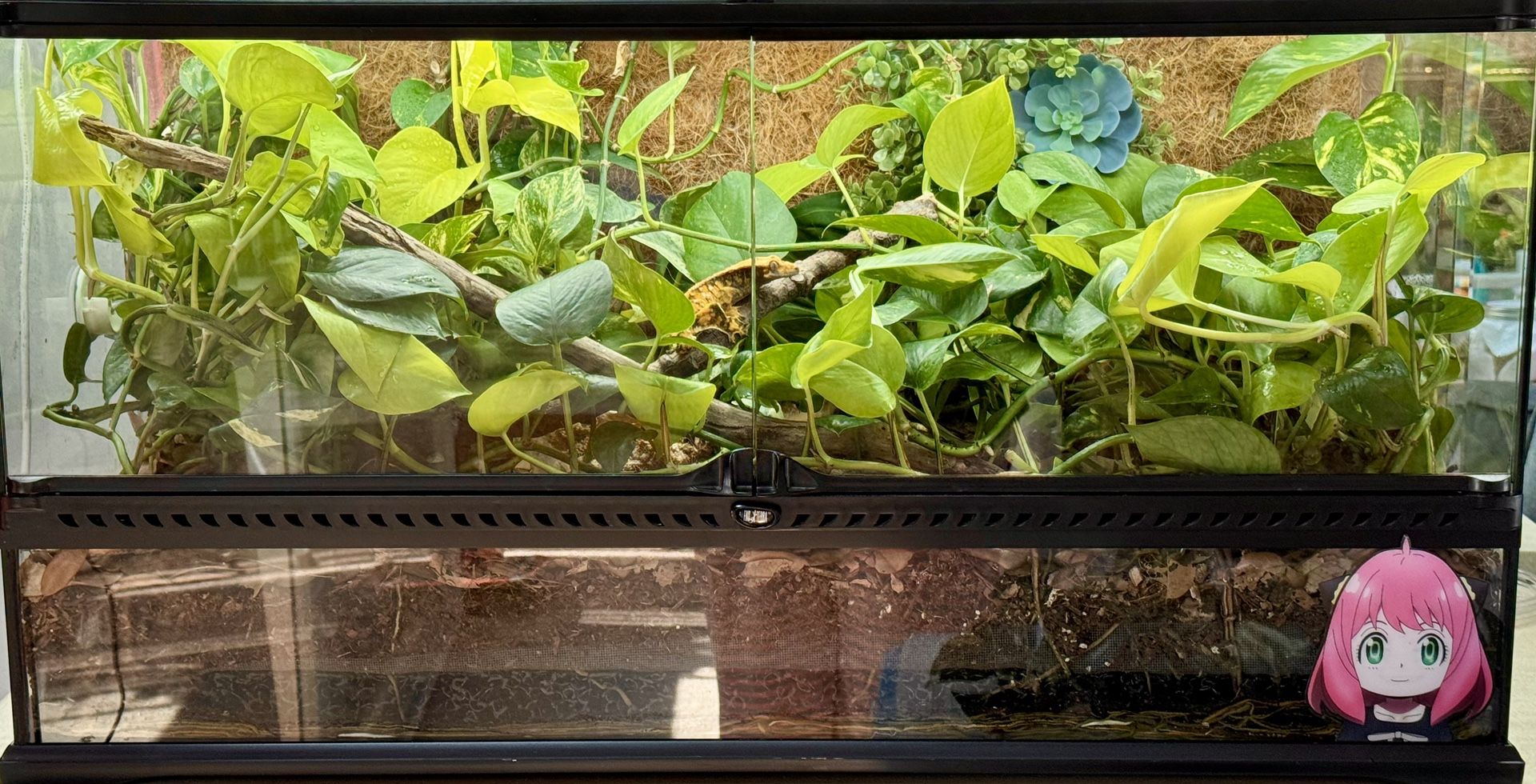 Established Bioactive Crested Gecko Enclosure