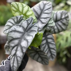 Big Silver Dragon Alocasia Plant 