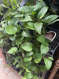 Pothos Vines