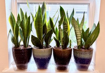 Snake Plants in Ceramic planters $25 each