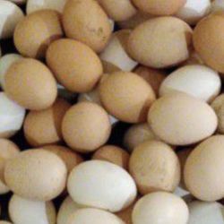 Fresh Eggs