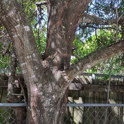 Tree Limbs For Art Crafts