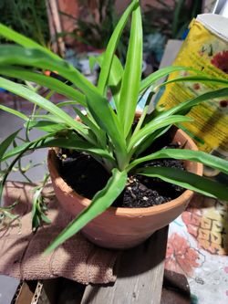 Plants
