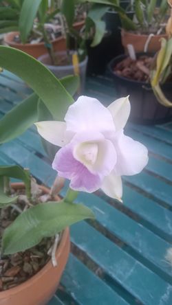 Orchids