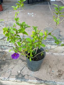 Blue potato bush