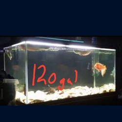 120+ gallon aquarium/tank