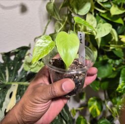 Monstera Mint